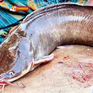 magur fish (catfish)
