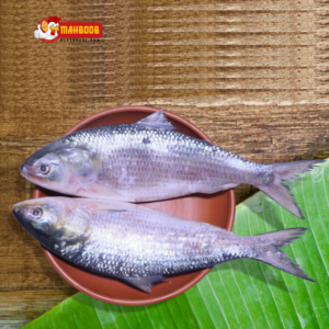 hilsa fish